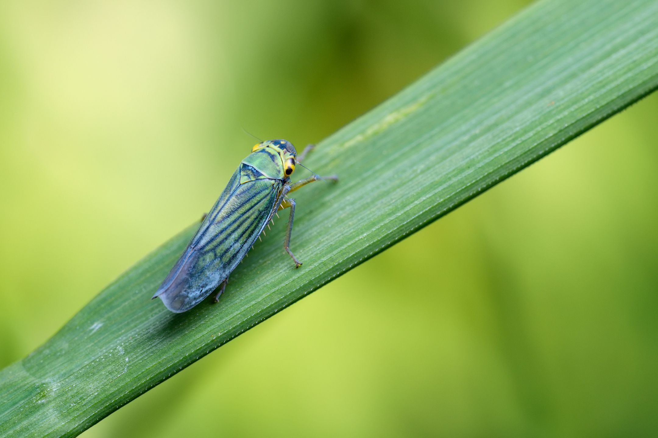 Cicadella viridis